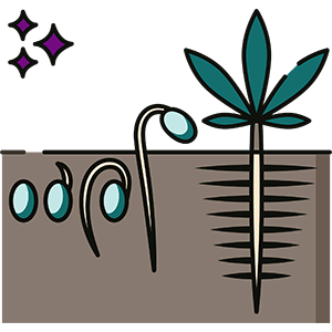 Cartoon Growth Cycle Of Cannabis