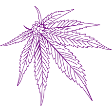 Purple Cannabis Leaf